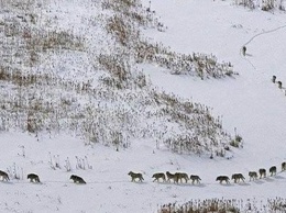 Фейк. Жителей Алтайского края пугают огромной стаей волков