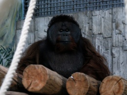 Калининградский зоопарк хочет взять самца орангутана