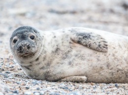 Ученые: Серые тюлени привлекают внимание самок хлопками ласт