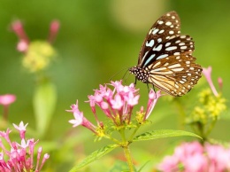 Вкусовые предпочтения бабочек могут передаваться по наследству