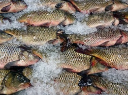 В Тынде появится собственное производство мяса и рыбы