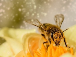 17 алтайских фермеров привлекут к ответственности за массовую гибель пчел