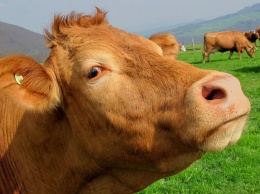ДНК коровы помогло британской полиции раскрыть преступление