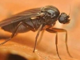 Опасную муху-горбатку нашли на складе «Почты России» в Алтайском крае
