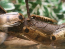 В Барнауле продают тропических тараканов-каннибалов