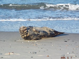 На Куршской косе на берегу обнаружили «пожилого тюленя» (фото)