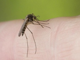 Генетики установили, как комары находят своих жертв