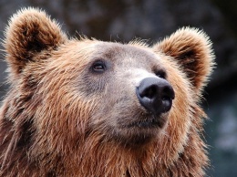 Медведь Жора проснулся в Барнаульском зоопарке