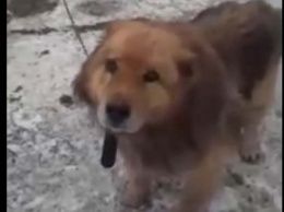Пса, который ждал кого-то на алтайской трассе, забрали в приют