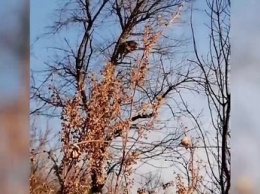 Собака загнала леопарда на дерево в Приморье