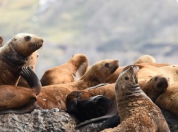 Клуб "Бумеранг" поучаствовал в рабочей группе посвященной проблемам морских млекопитающих