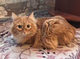 Ласковый кот парализованной новокузнечанки ищет дом