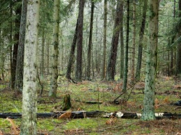 В литовском лесу потеряли разведчиков НАТО