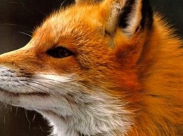 В Белгородской области будут снижать популяцию лис