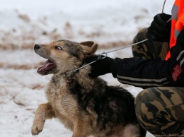 В Багратионовске суд взыскал 30 тысяч с хозяина покусавшей прохожего собаки