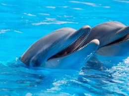 Ученые из США предложили $20 000 за сведения об убийцах дельфинов