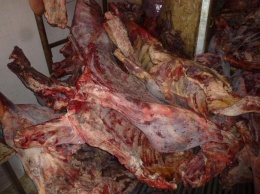 На границе под Белгородом контрабандисты спрятали 5 тонн опасного мяса