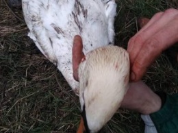 В Калининграде обнаружили израненного лебедя. Птицу усыпили