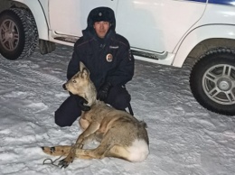 В Горно-Алтайске спасли косулю, которая застряла в ограждении школы