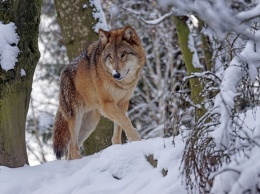 Кузбассовцы заметили волка вблизи жилого поселка