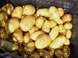 Фермеру из Приамурья продали украденную у него же картошку