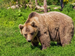 Кузбассовцы услышали медвежий рев около санатория