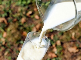 В России перестанут выдавать молоко «за вредность»