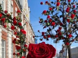 В Барнауле на «Скамье желаний» расцвели розы
