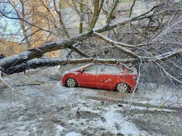 В Белгородской области ветер повалил деревья на автомобили