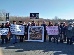 Рубцовские зоозащитники вышли на массовый пикет против заколоченных подвалов и городского приюта