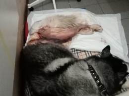 Мертвая схватка. В Петрозаводске разъяренная собака на самовыгуле жестоко ранила хаски и ее хозяина