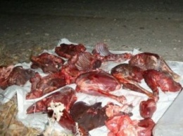Внедорожник, забитый «диким» мясом, остановили в Новобурейском