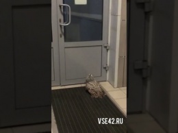 Крылатый хищник "атаковал" здание в Кемерове