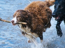 На отлов бродячих собак в Нижнем Тагиле выделили 1,7 миллиона рублей