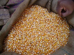 Кукуруза с последствиями. В Старом Осколе раскрыта кража 7 тонн зерна
