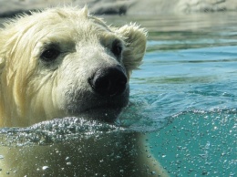 Международный день полярного медведя отмечается 27 февраля