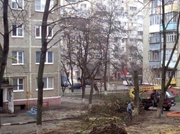 Жители Белгорода возмущены вырубкой деревьев во дворе многоэтажки