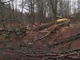 Жители Пионерского пожаловались на вырубки деревьев в городском парке (фото) (видео)