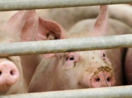 Компенсации за утраченных из-за вспышки АЧС свиней получат жители еще одного амурского села
