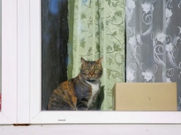 Шоу котов-гигантов и «котоболиты»: в Зеленоградске отпразднуют День кота