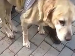 В Москве выхаживают пса-сапера из Крыма, - ВИДЕО