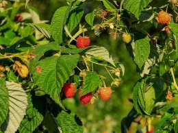 За «розовой» зимой в России последует «малиновое» лето