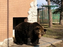 Точно весна. В зоопарке Белгорода медведи вышли из спячки