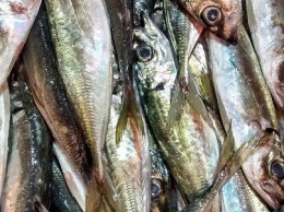 Разрешили, но с оговоркой: в Ялте усилят контроль за любительским выловом рыбы