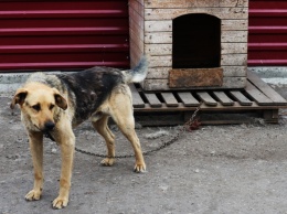 Суд оштрафовал жителя Березовского, забившего топором собаку на глазах у детей