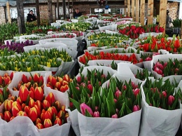 Перед 8 Марта в Екатеринбург привезли 450 тонн цветов