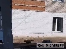 В Белогорском районе дикая лиса гоняла кошек по улице