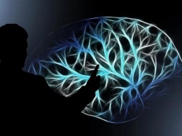 Нейробиологи рассказали об удивительных фактах о головном мозге