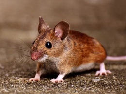Ученые из России смогли излечить одну из форм рака у мышей