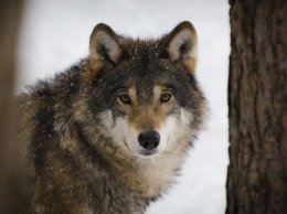 Кузбассовцы предупредили о стае волков около города